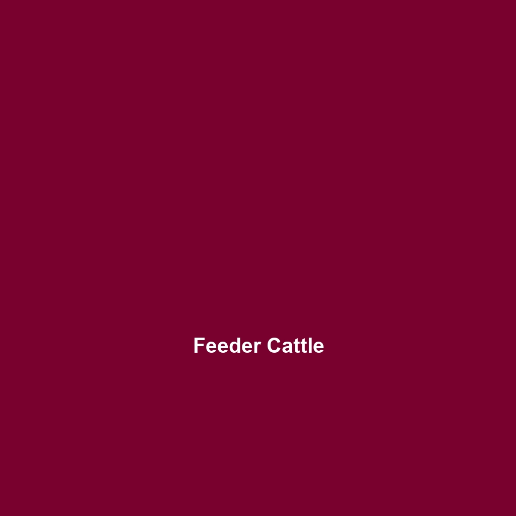 Feeder Cattle