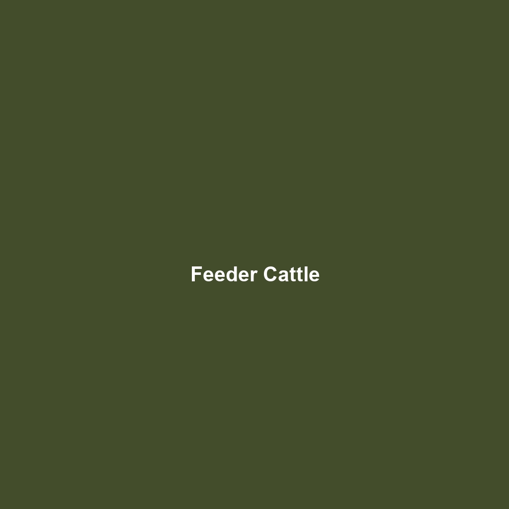 Feeder Cattle